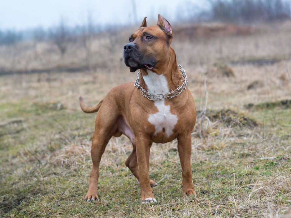 Стаффордширский терьер американский питбультерьер