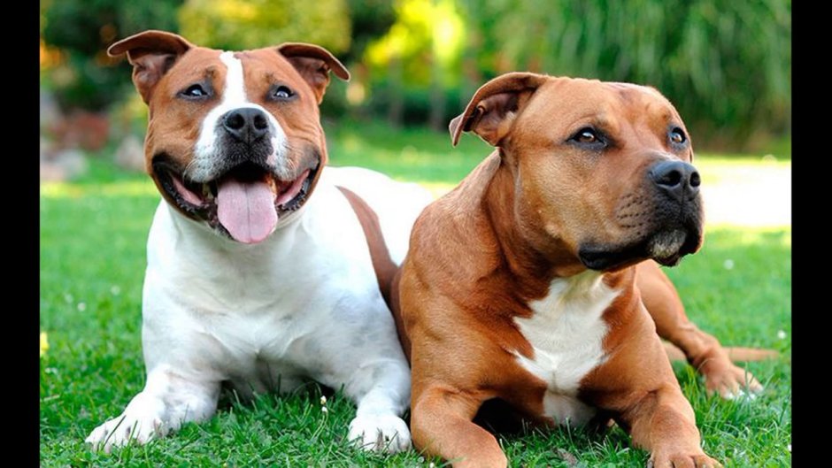 Бойцовские собаки стаффордширский терьер