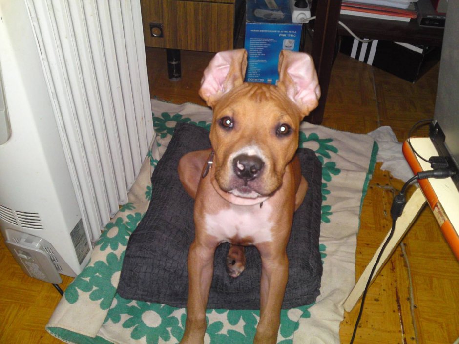 Американский стаффордширский терьер