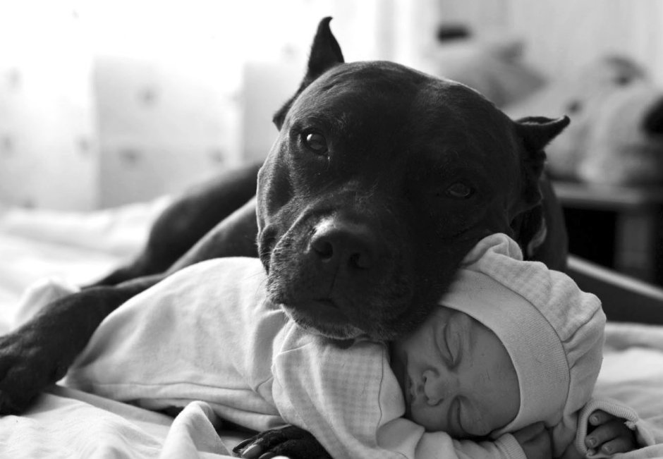 Аргентинский стаффордширский терьер