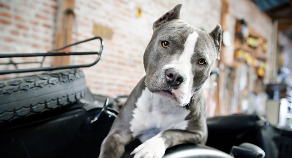 Стаффордширский терьер голубого окраса