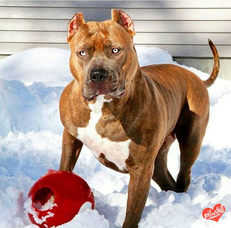 Американский стаффордширский терьер белый