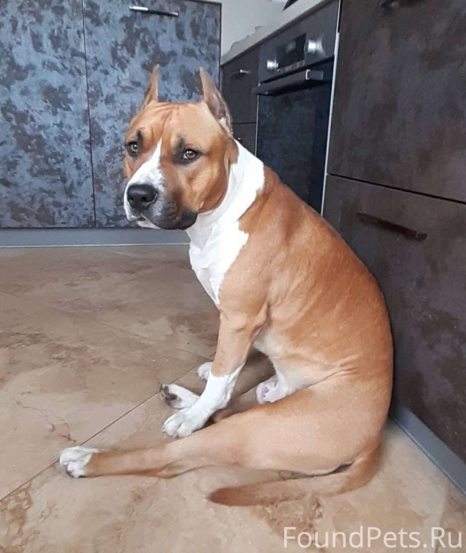 Ам стаффордширский терьер