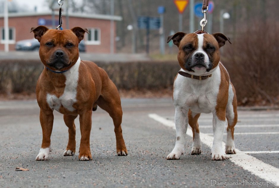 Американский стаффордширский терьер