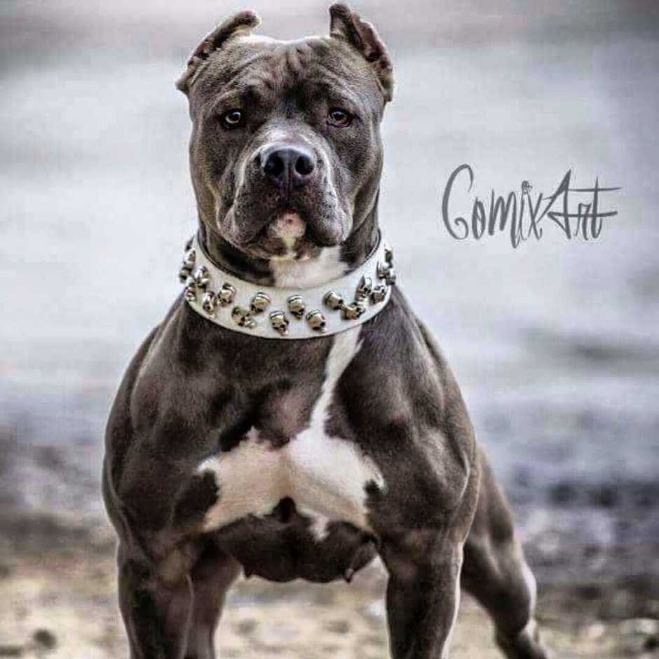 Стафф питбуль терьер