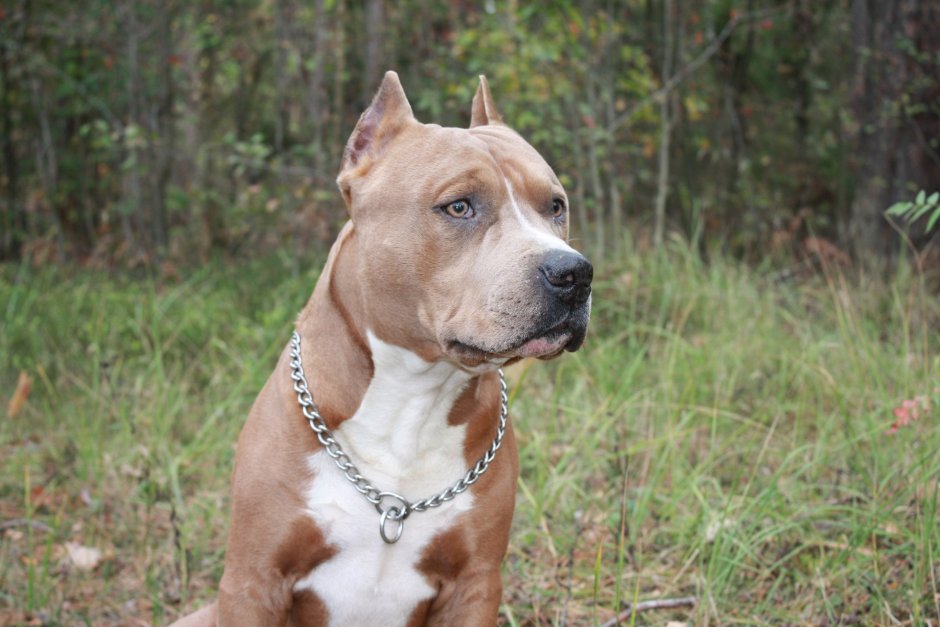 Стаффордширский терьер тигровый