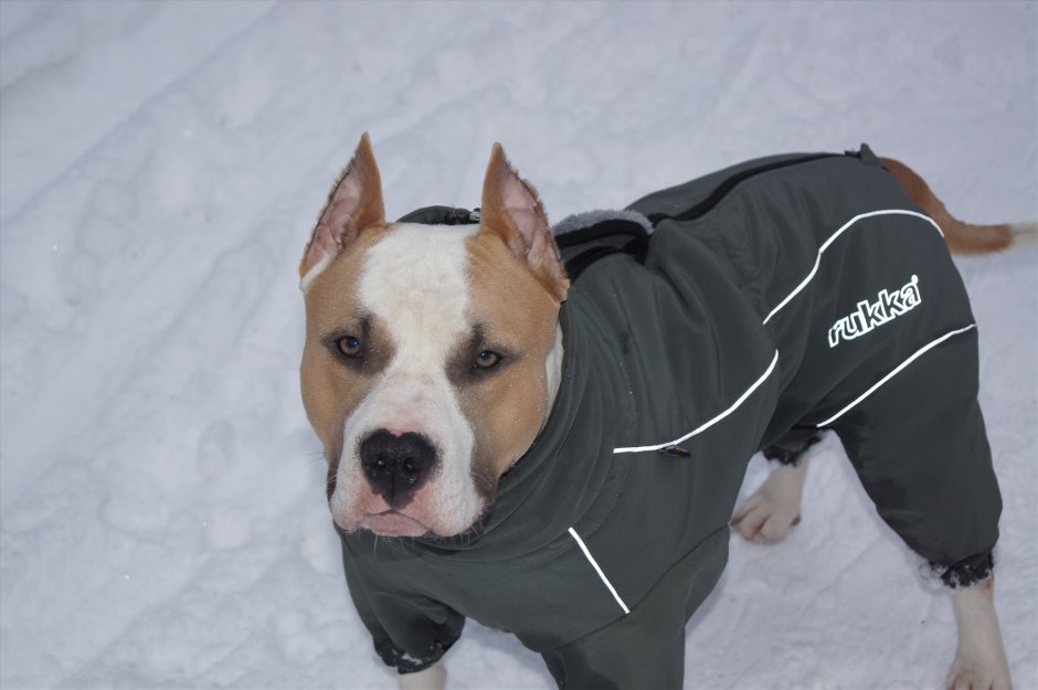 Стаффорд дома