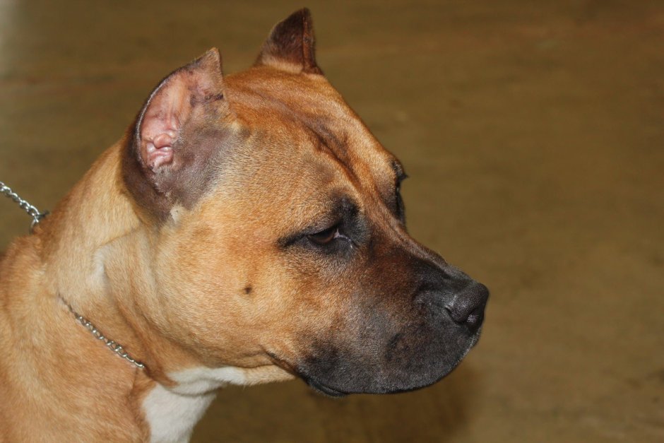 Американский стаффордширский терьер белый