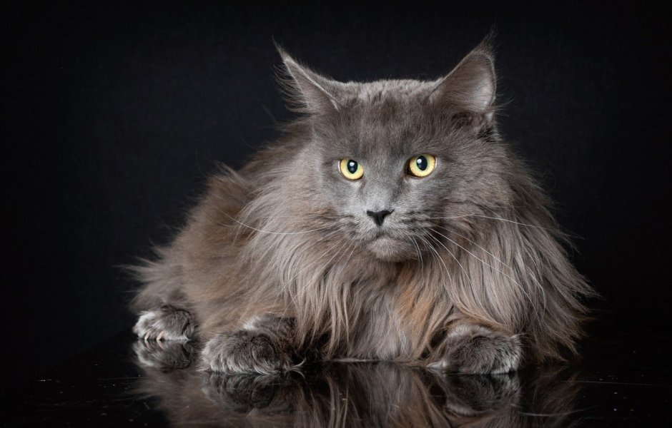 Кошка Мейн кун