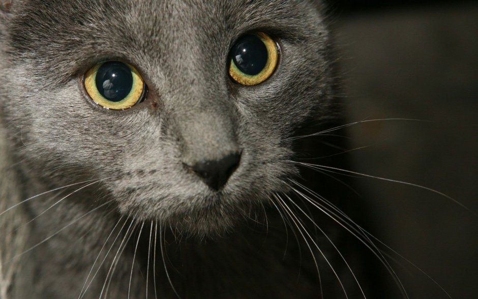 Кошка серая