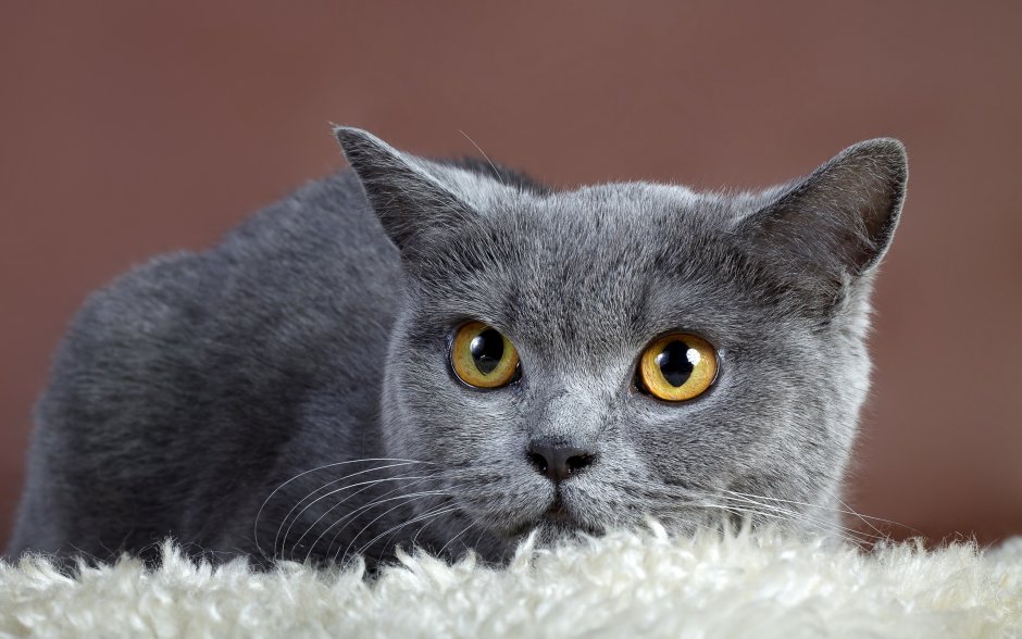 Кошка породы Корат кот британец