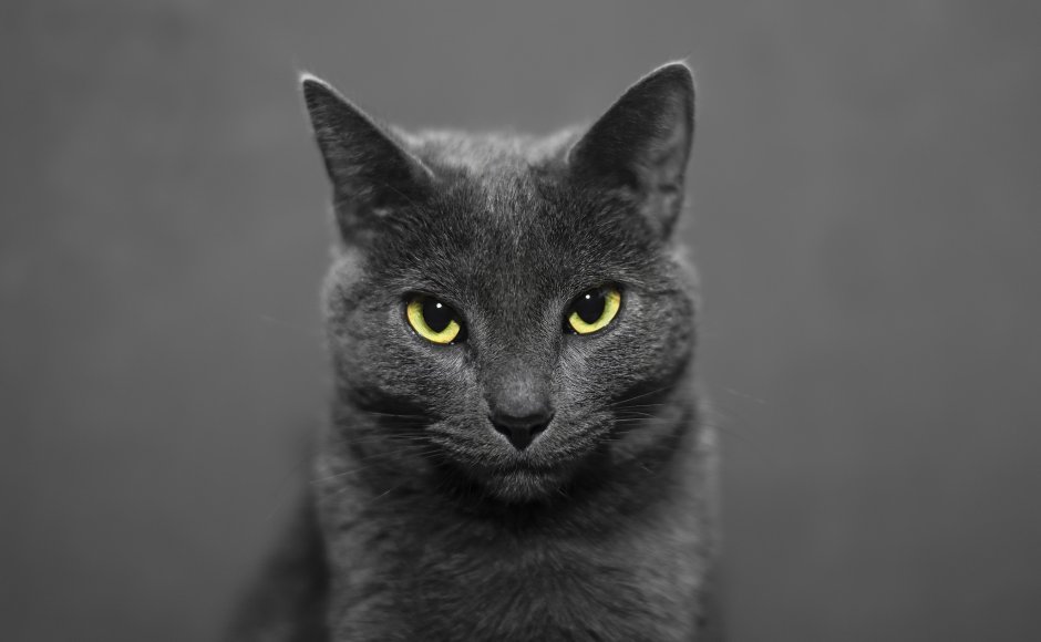 Русская голубая кошка черная
