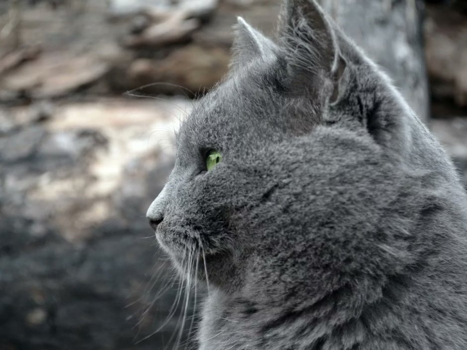 Кошка серая