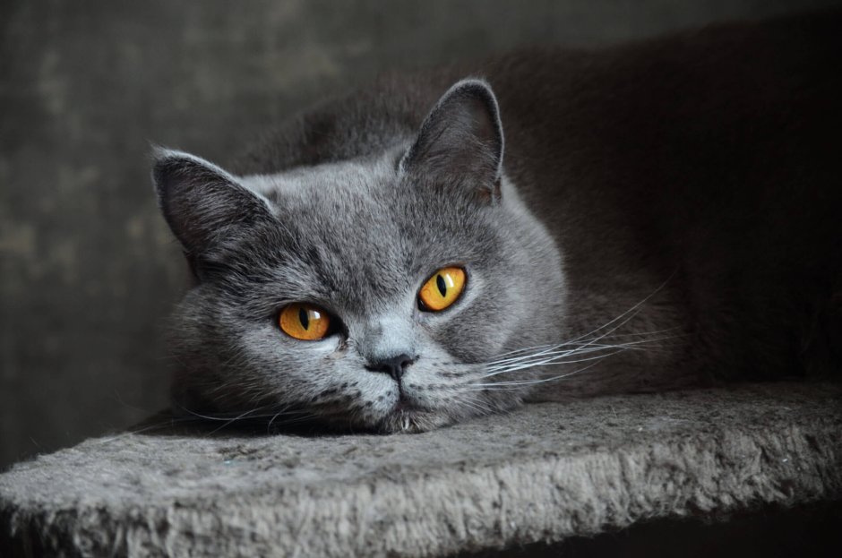 Кот британец серый