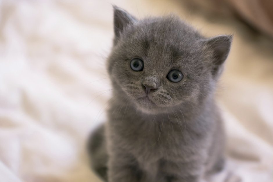 Дымчатый котенок британец