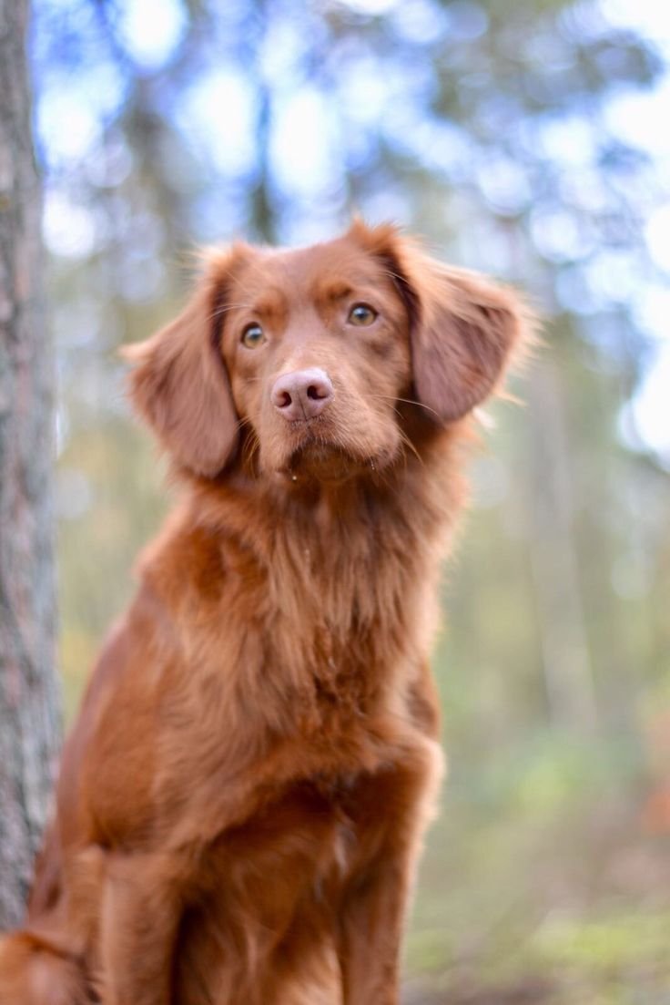 Nova Scotia Duck Tolling Retriever Puppy