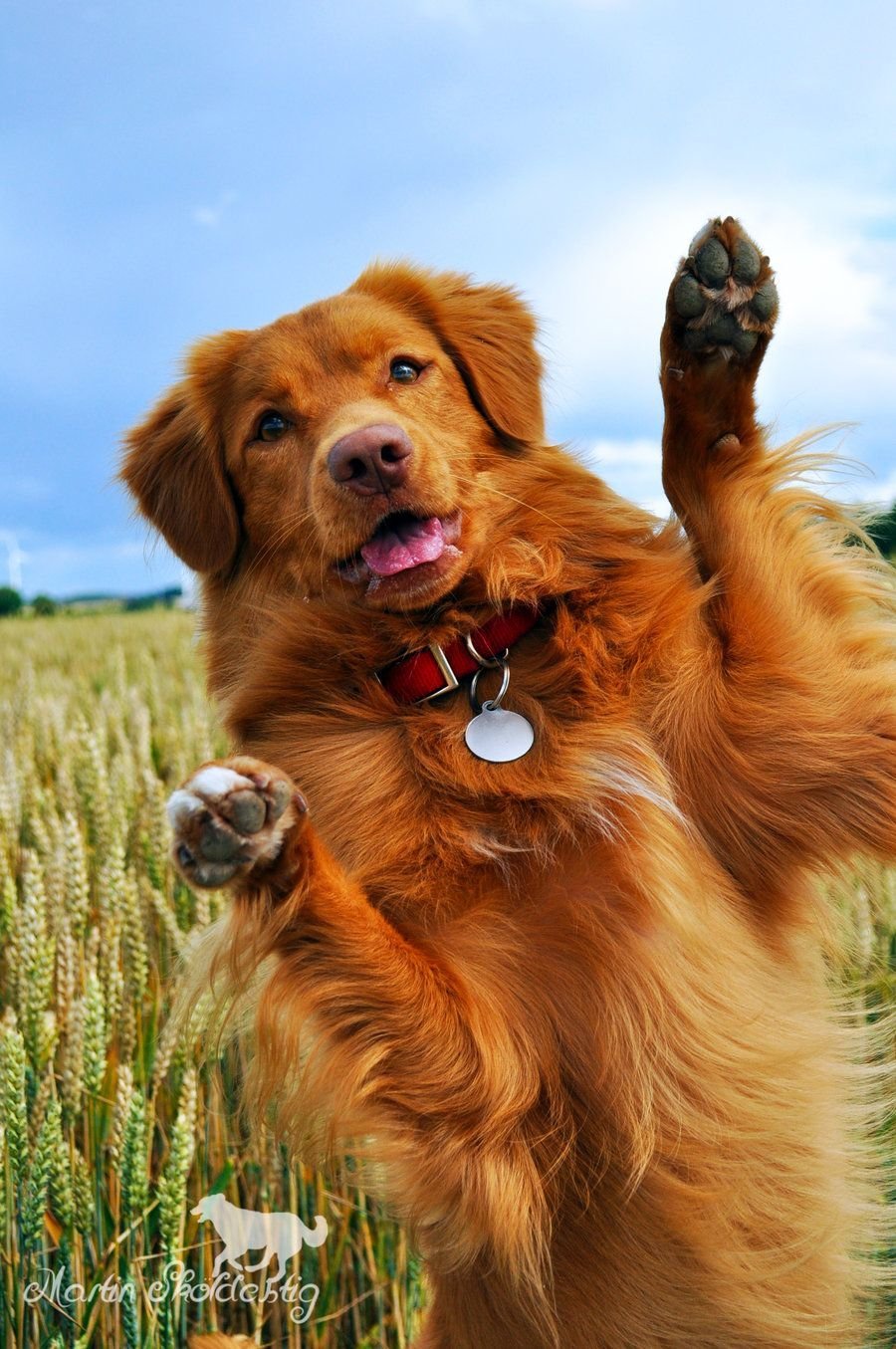 Толлер метис