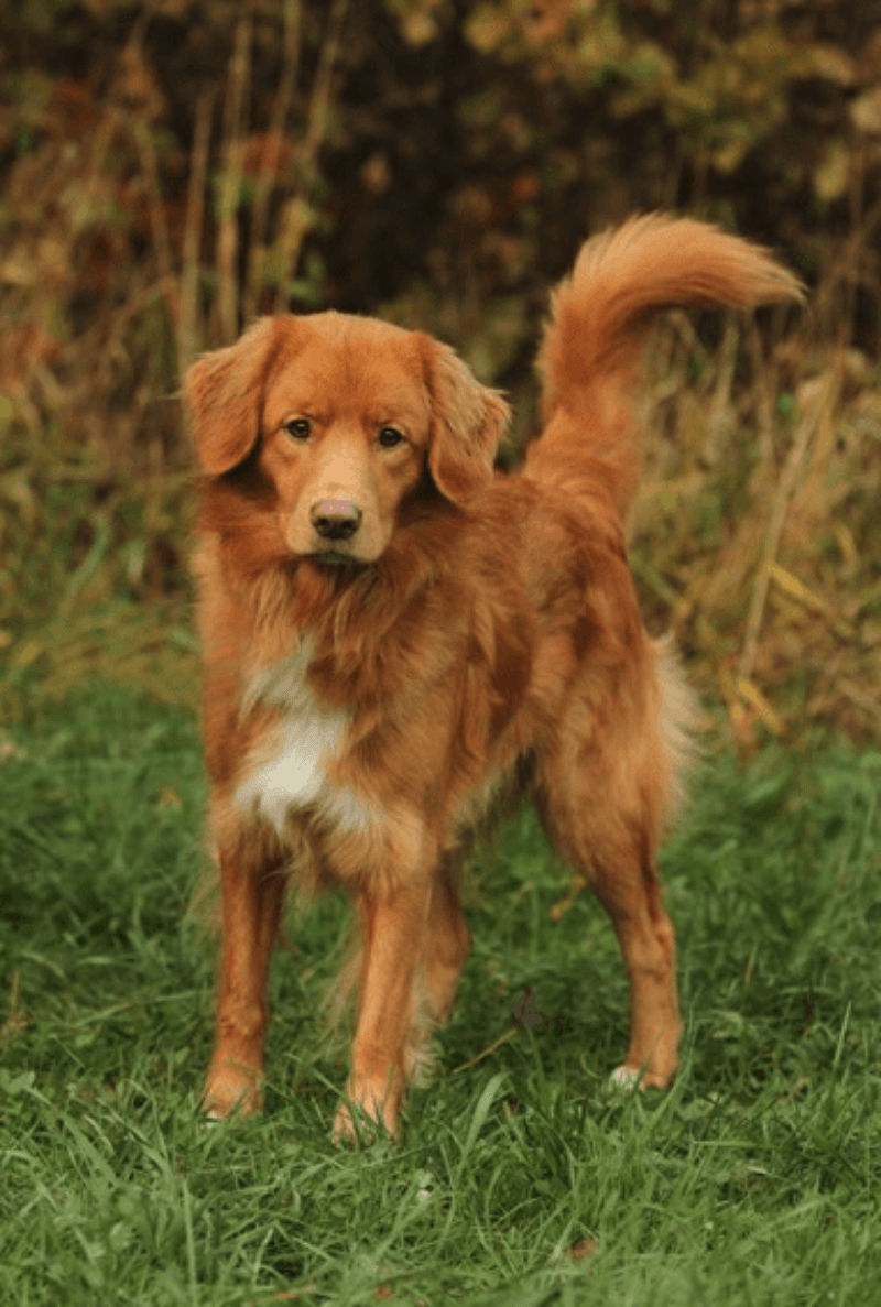 Новошотландский ретривер