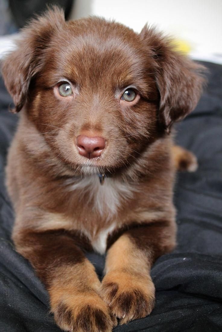 Новошотландский ретривер с голубыми глазами