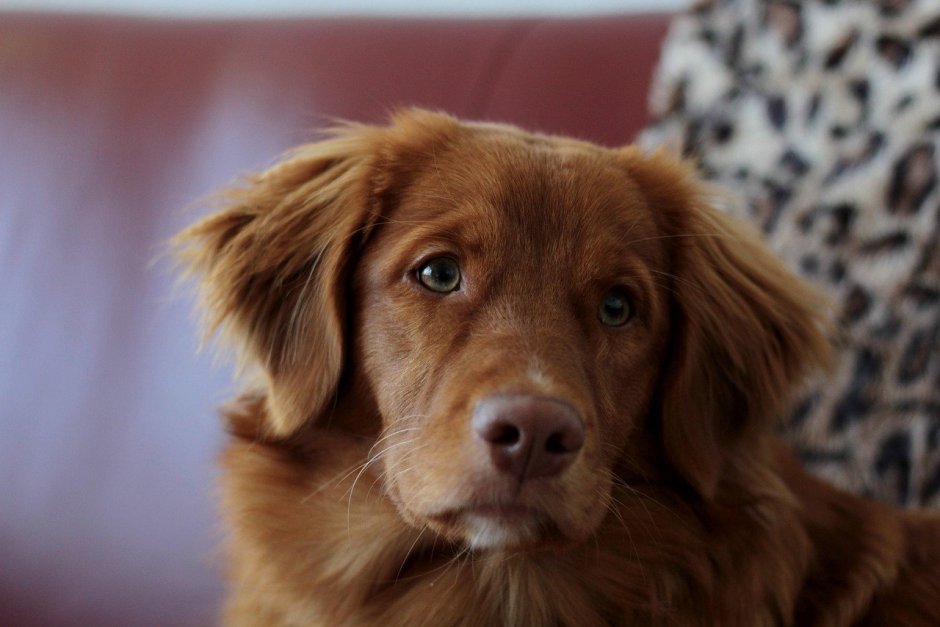 Новошотландский ретривер инди