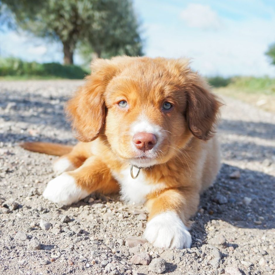 Новошотландский ретривер