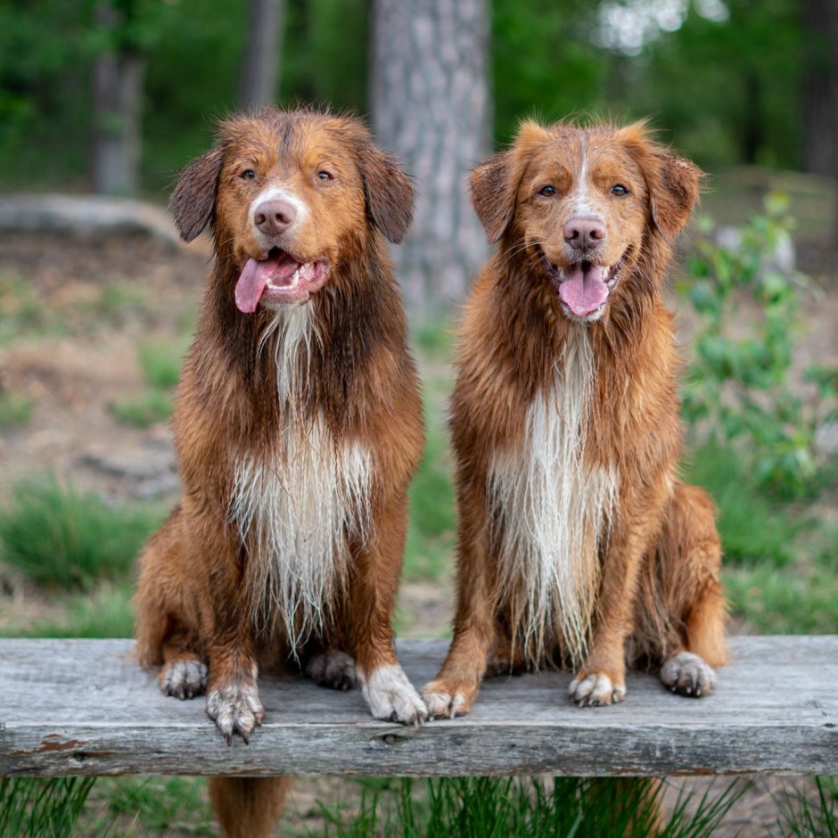 Толлер щенок