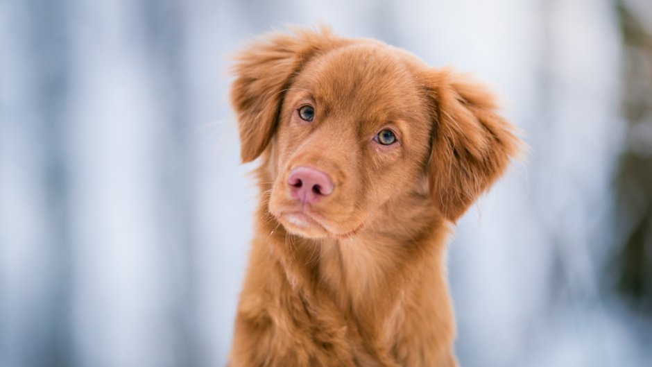 Nova Scotia Duck Tolling Retriever