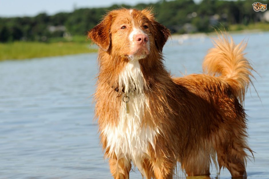 Новошотландский толлер