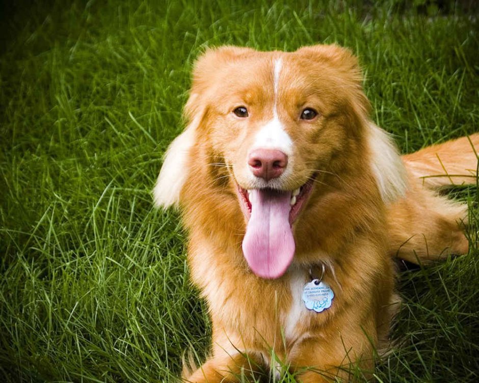 Новошотландский ретривер