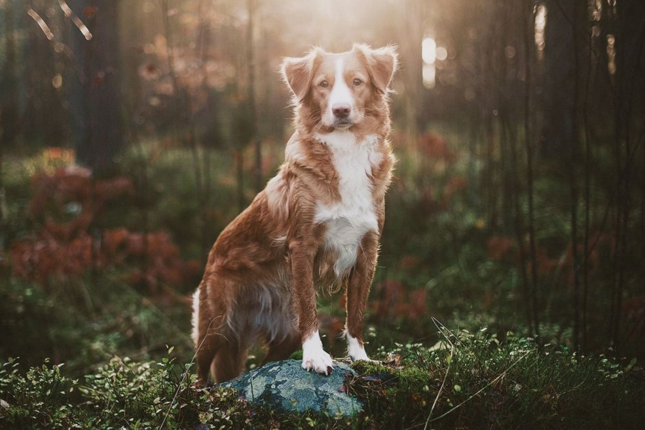 Новозеландский ретривер