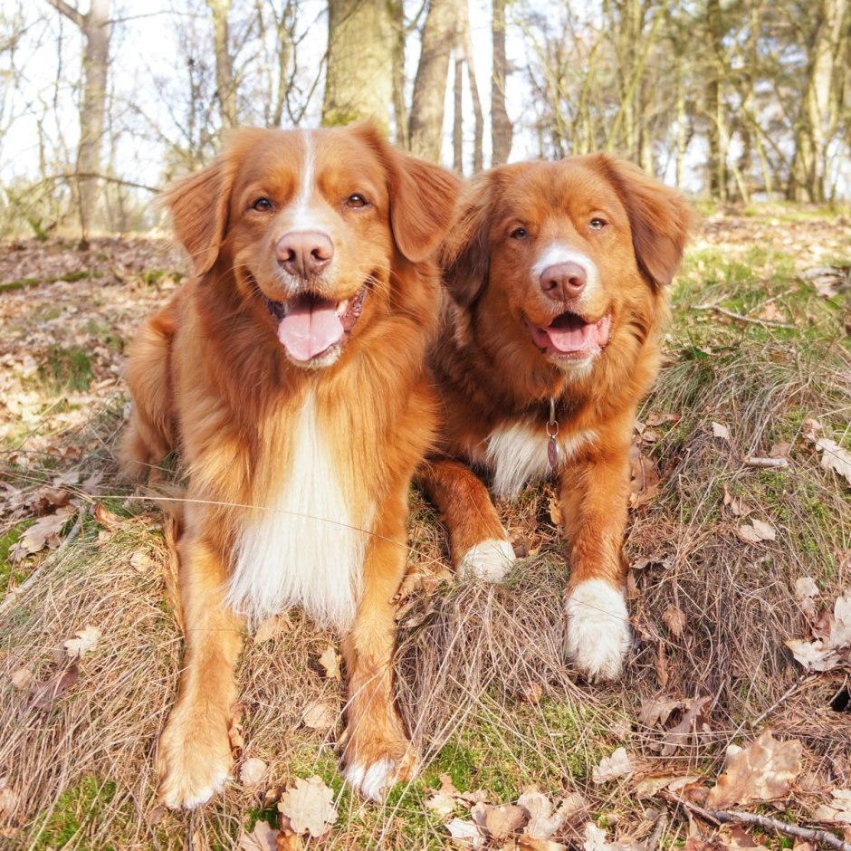 Новозеландский ретривер