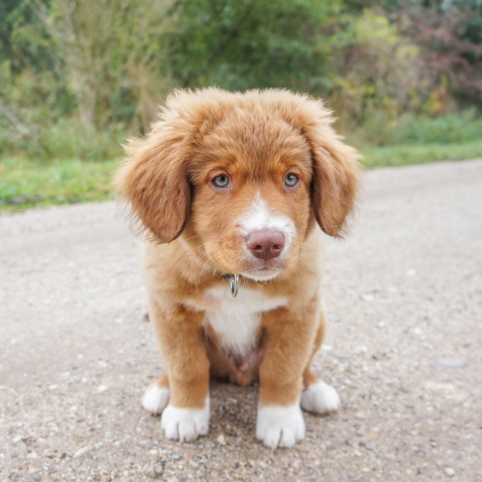 Новошотландский ретривер толлер щенок