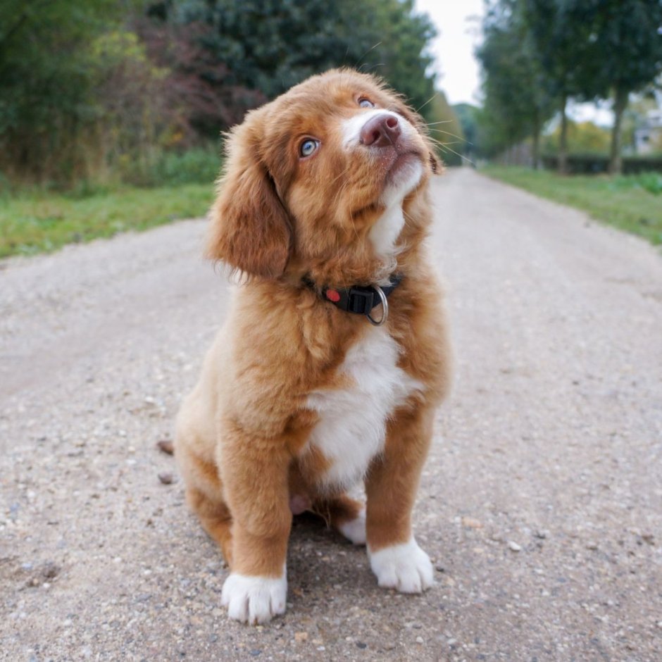 Новозеландский ретривер