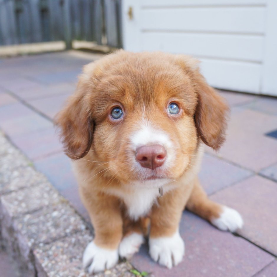 Новошотландский ретривер коричневый