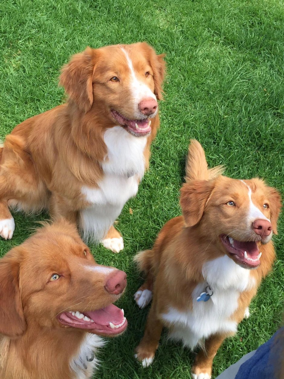 Duck Tolling Retriever порода