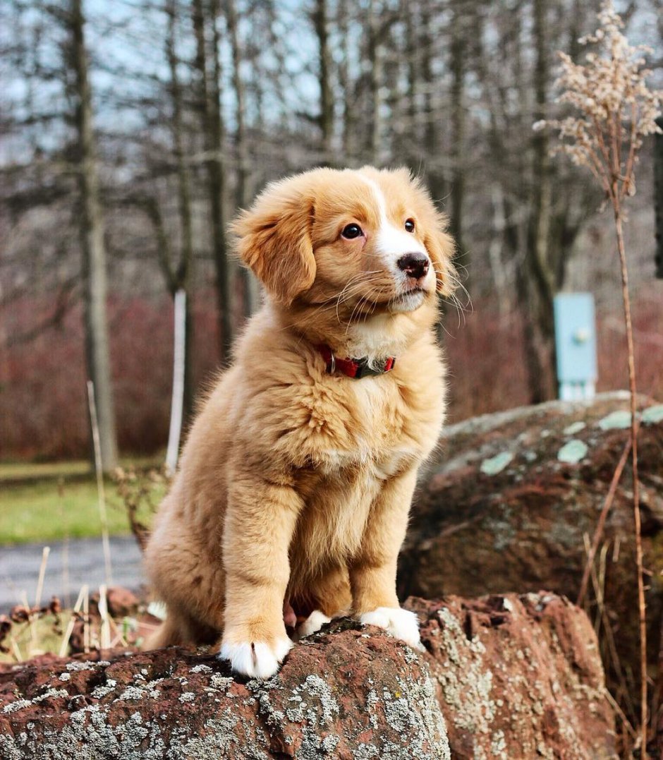 Новошотландский ретривер груминг