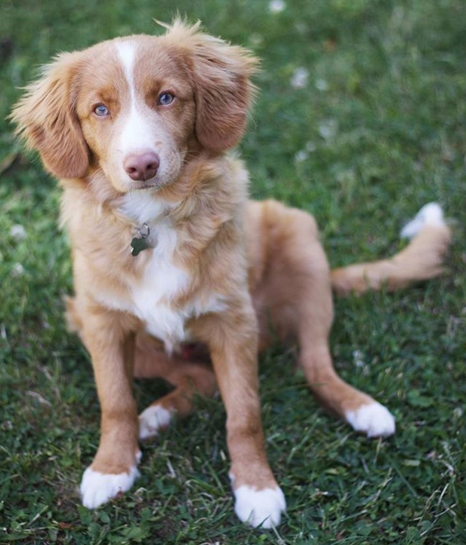 Новошотландский ретривер толлер