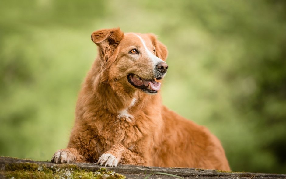 Новошотландский ретривер толлер