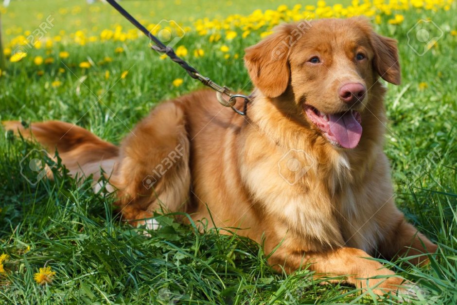 Толлер ретривер щенки
