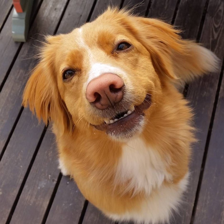 Шотландский толлер