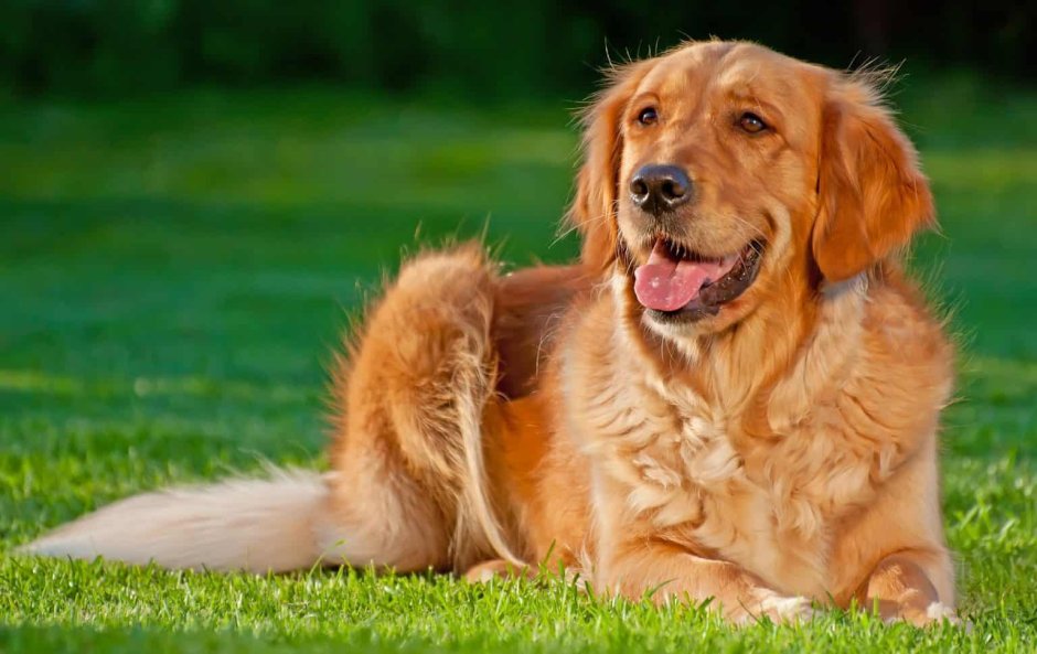 Толлер коричневый