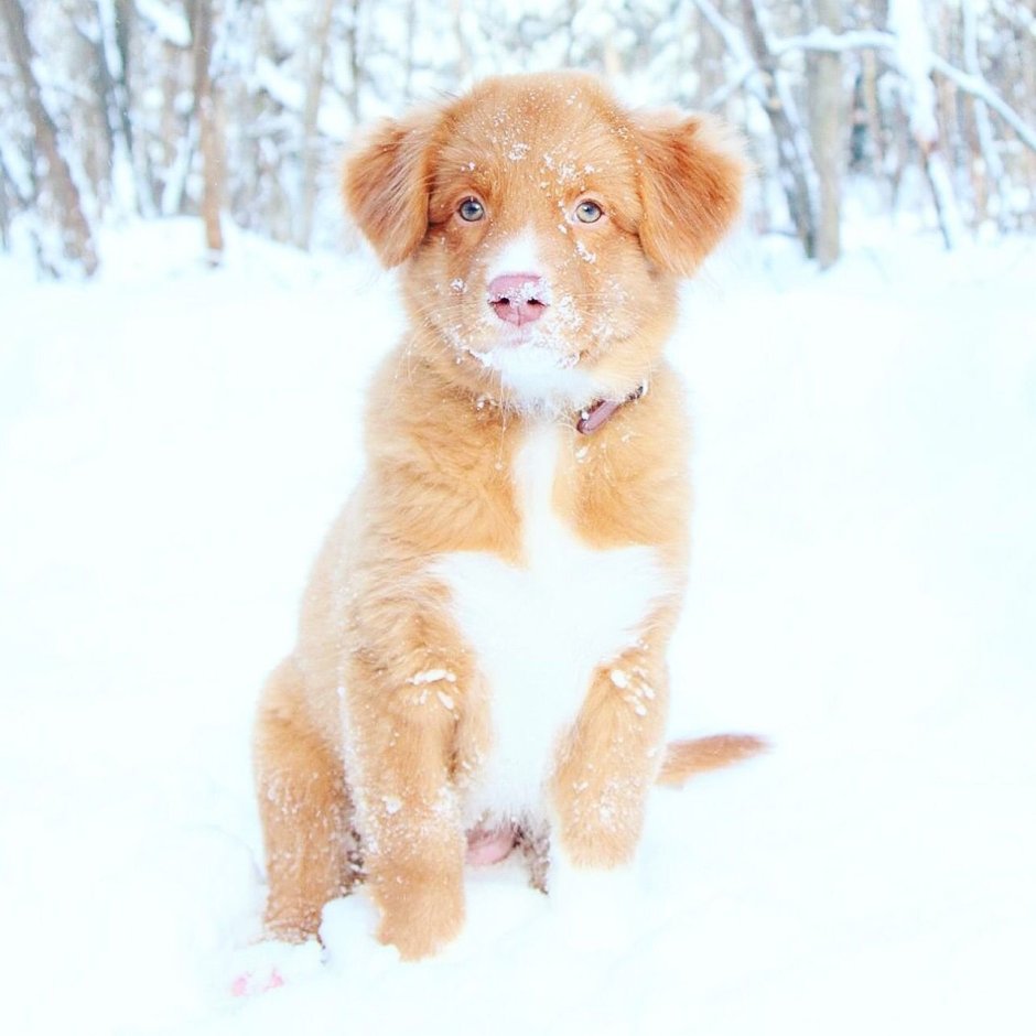 Собака дружок