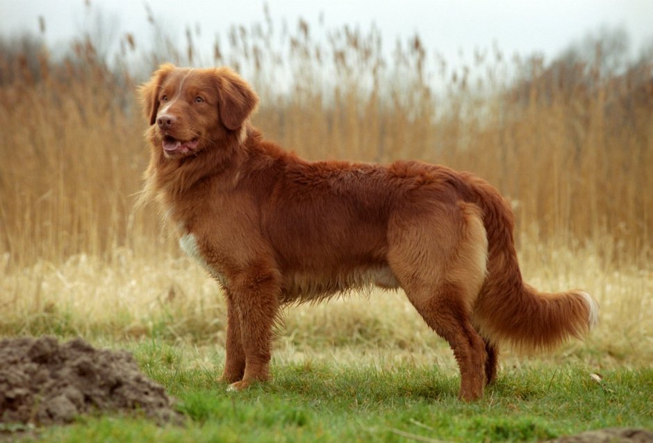 Nova Scotia Duck Tolling Retriever