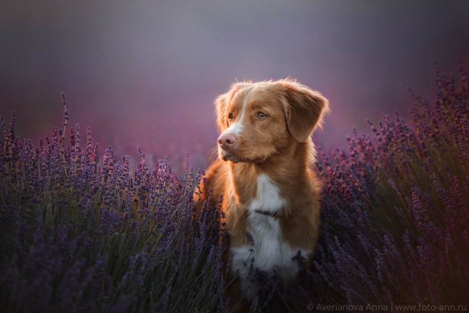 Новошотландский ретривер длинношерстный