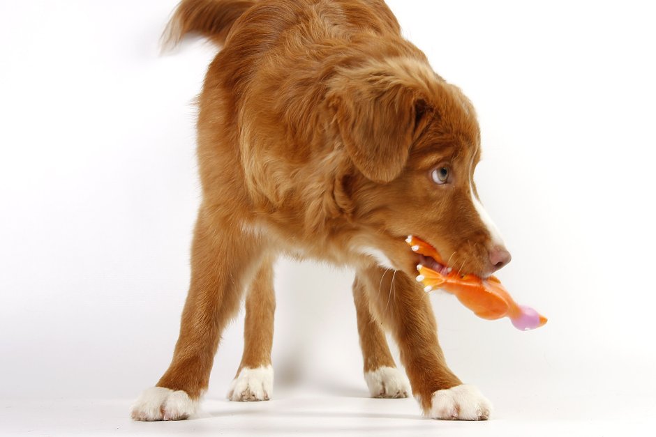 Новошотландский ретривер длинношерстный