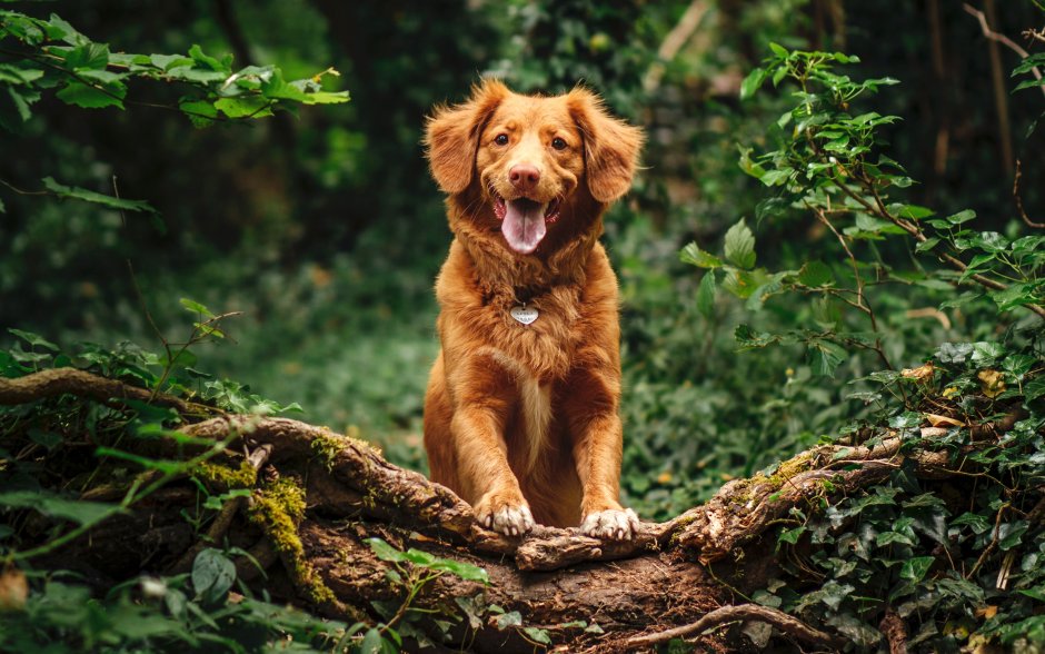 Новошотландский ретривер из фильма мажор