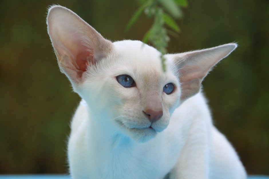 Кошка Ориентал Гавана