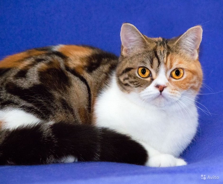 Скоттиш страйт трехцветная кошка