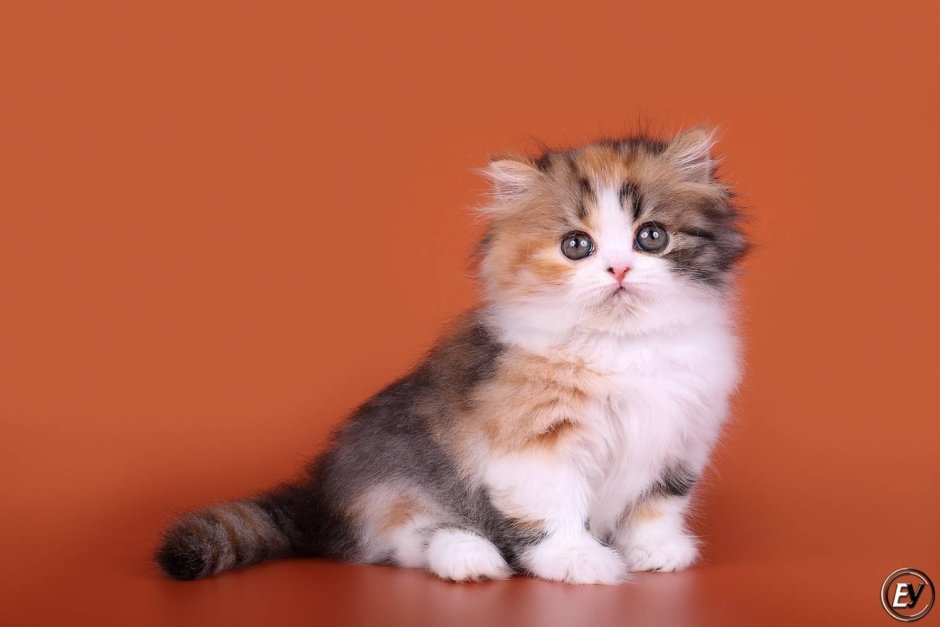 Хайленд страйт котята