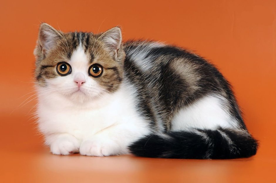 Биколор табби скоттиш